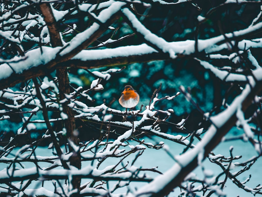 Selektive Fokusfotografie von orangefarbenen und weißen Vögeln, die auf kahlen Bäumen sitzen