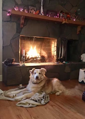 A cozy living room scene with a foster dog curled up by the fireplace
