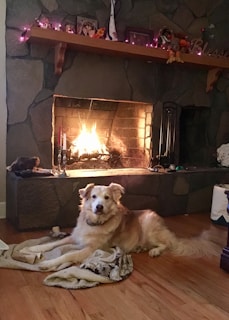 A cozy living room with a glowing fireplace, a golden retriever curled up on a rug.