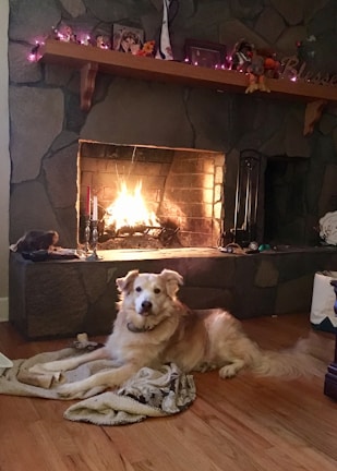 A cozy living room with a glowing fireplace, a dog curled up on a rug.