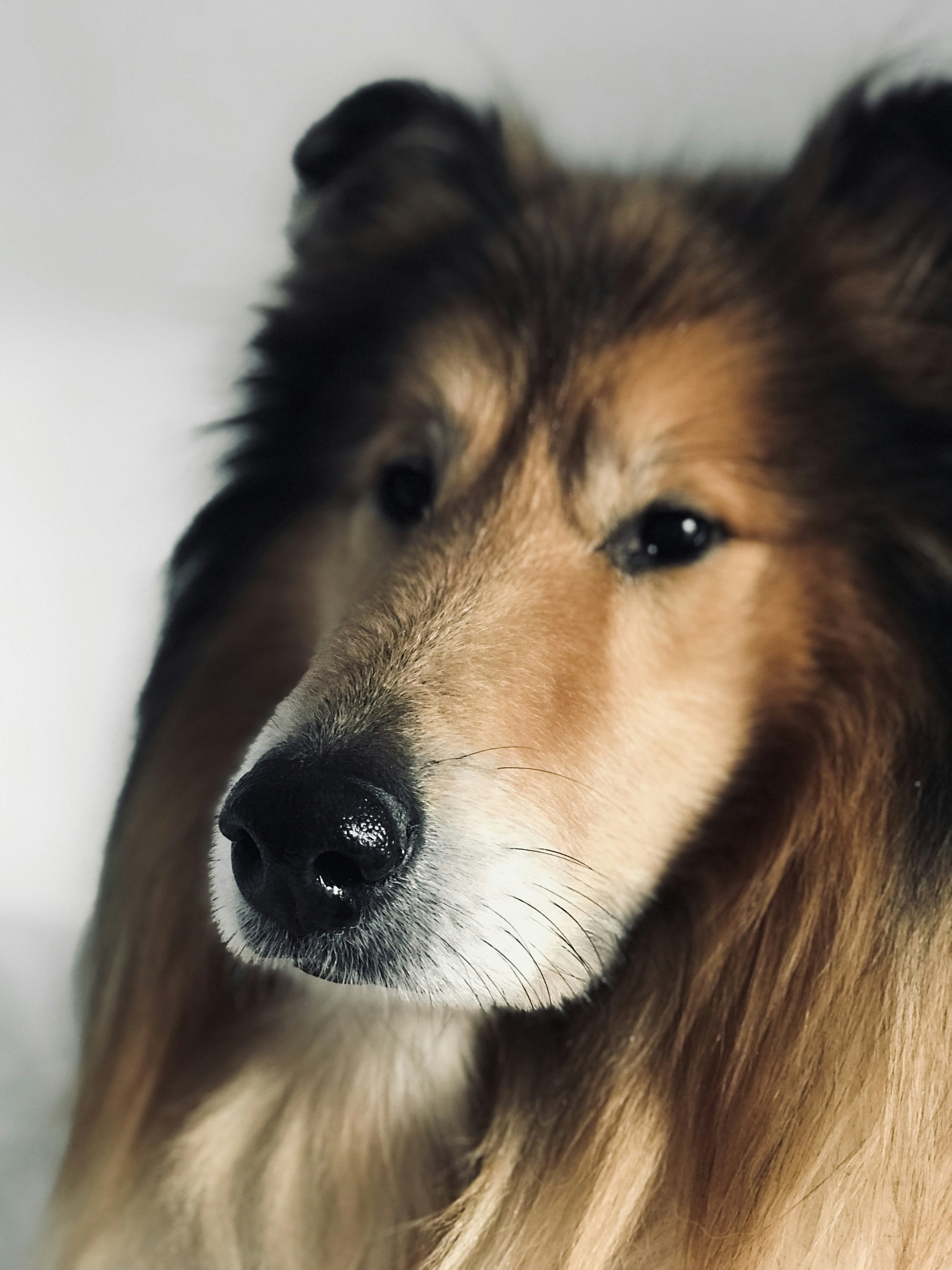 Collie Nose