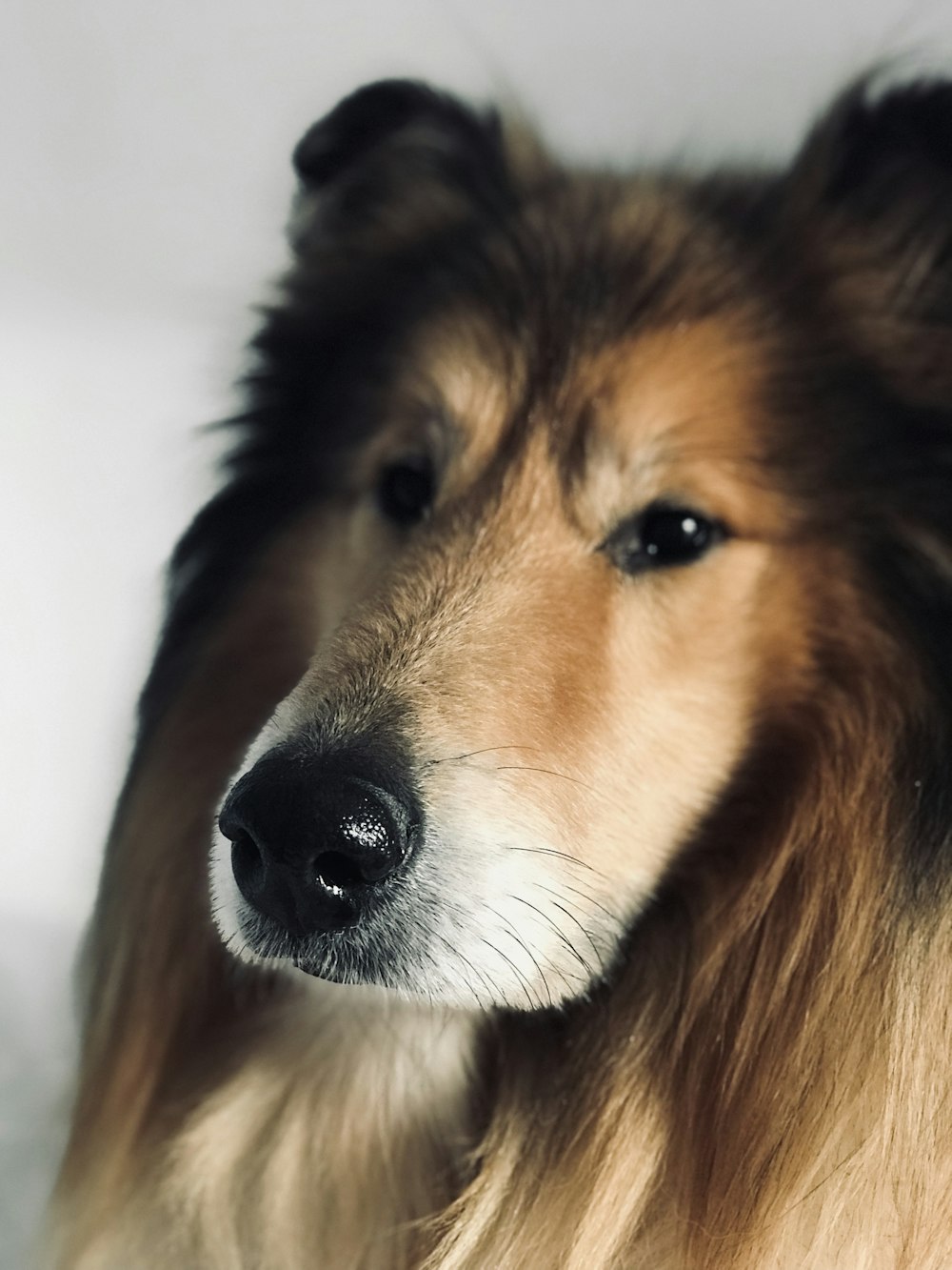 adult long-coated brown dog