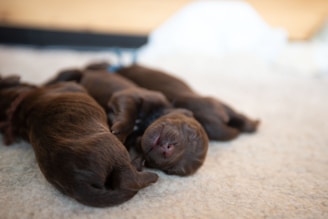 A group of brown puppies lying on a soft, light-colored surface. The puppies appear to be asleep, with their small bodies snuggled closely together. The focus is on the puppies, with the background slightly blurred.