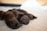 A group of brown puppies lying on a soft, light-colored surface. The puppies appear to be asleep, with their small bodies snuggled closely together. The focus is on the puppies, with the background slightly blurred.