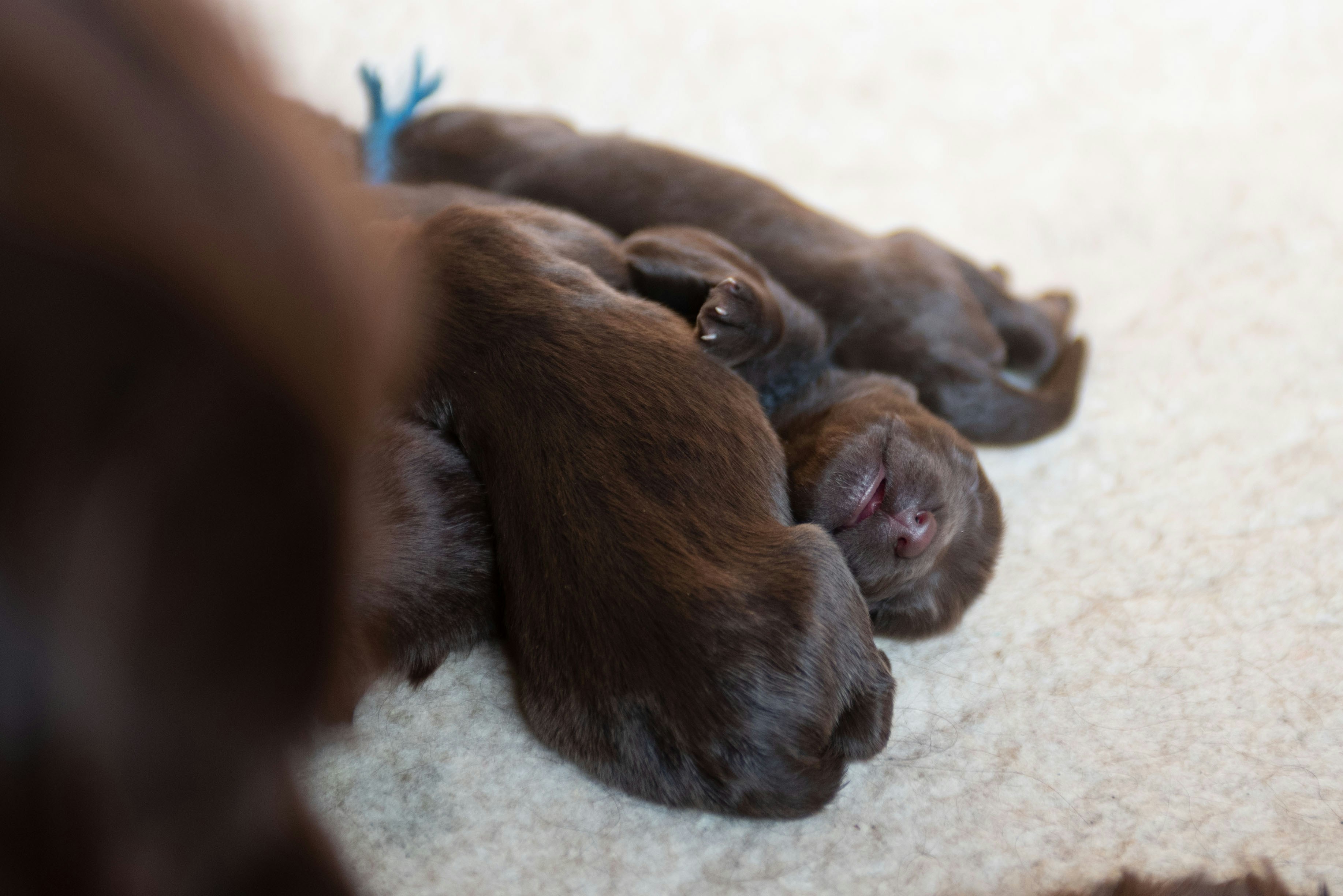 three black puppies