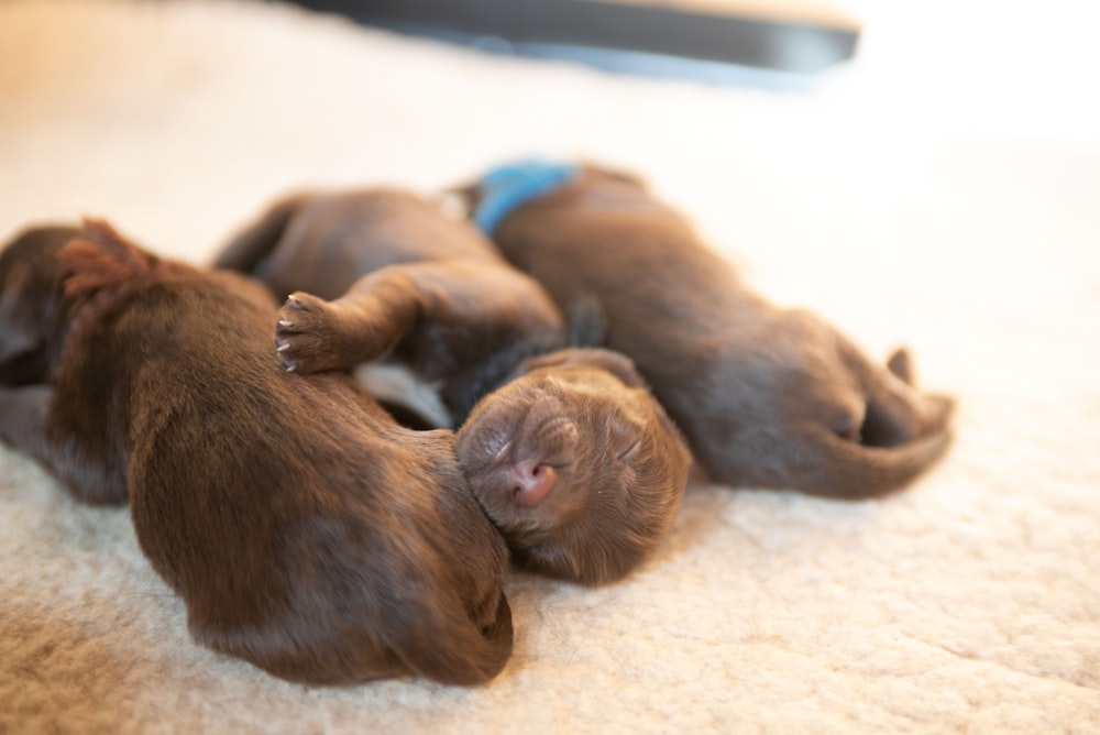 three black puppies