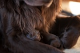 A small puppy nestled against the fur of a larger dark brown dog, showing a sense of comfort and security. The dark, fluffy fur creates a warm and cozy atmosphere, with soft lighting adding to the intimate, nurturing scene.