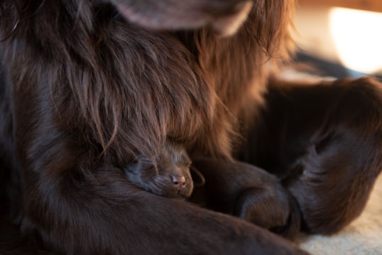 A small puppy nestled against the fur of a larger dark brown dog, showing a sense of comfort and security. The dark, fluffy fur creates a warm and cozy atmosphere, with soft lighting adding to the intimate, nurturing scene.