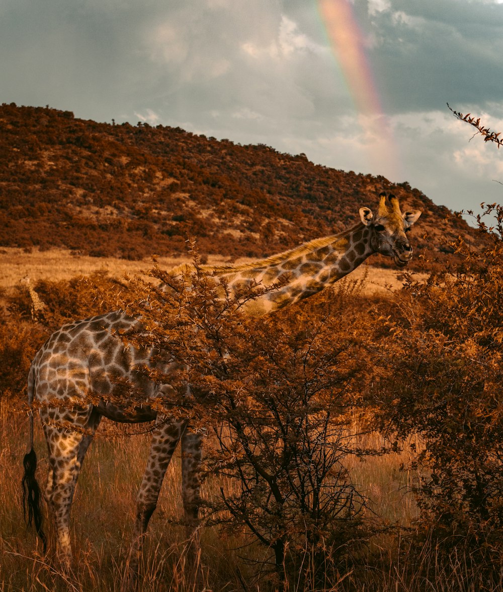 Fotografia de foco seletivo de girafa perto da montanha durante o dia