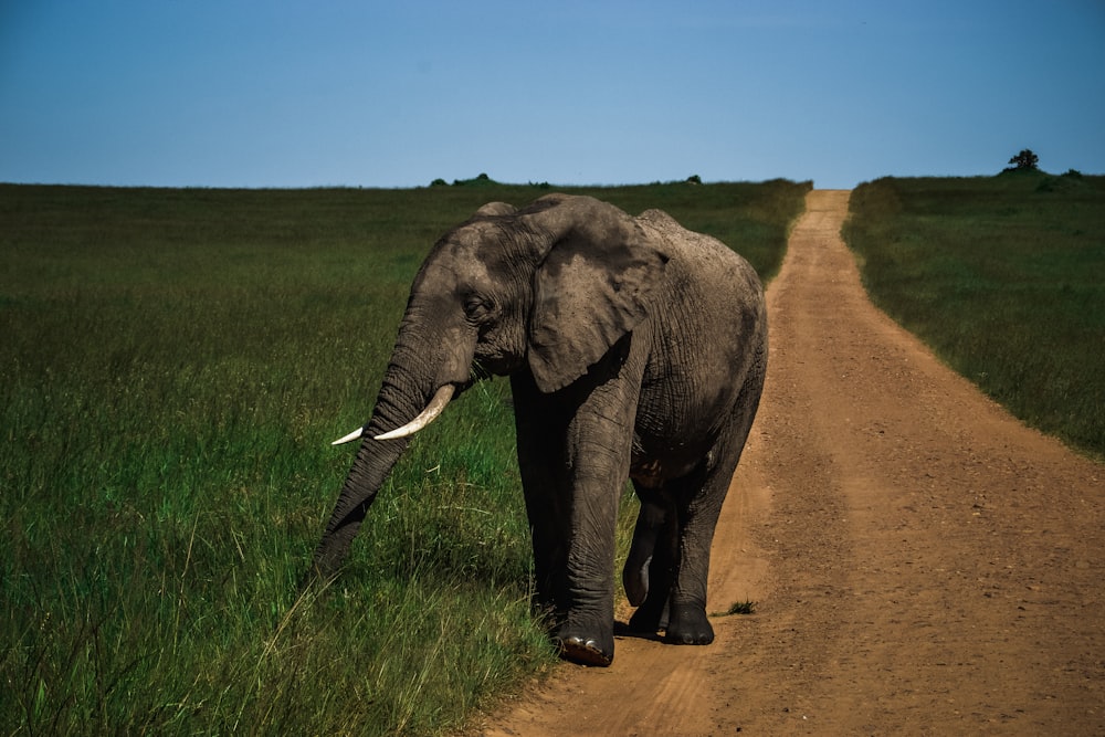 gray elephant walking on dirt road between green grass field during daytime