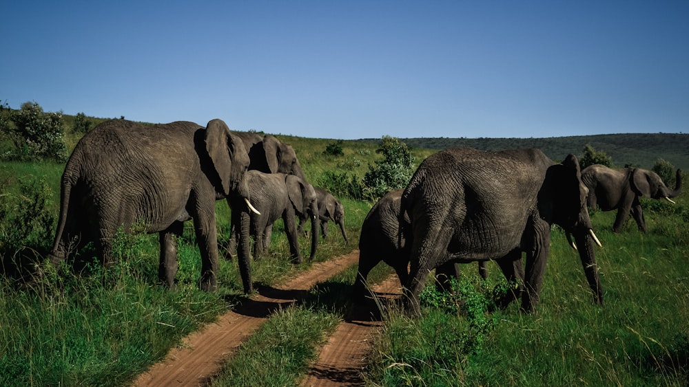Troupeau d’éléphants marchant sur un champ d’herbe verte pendant la journée