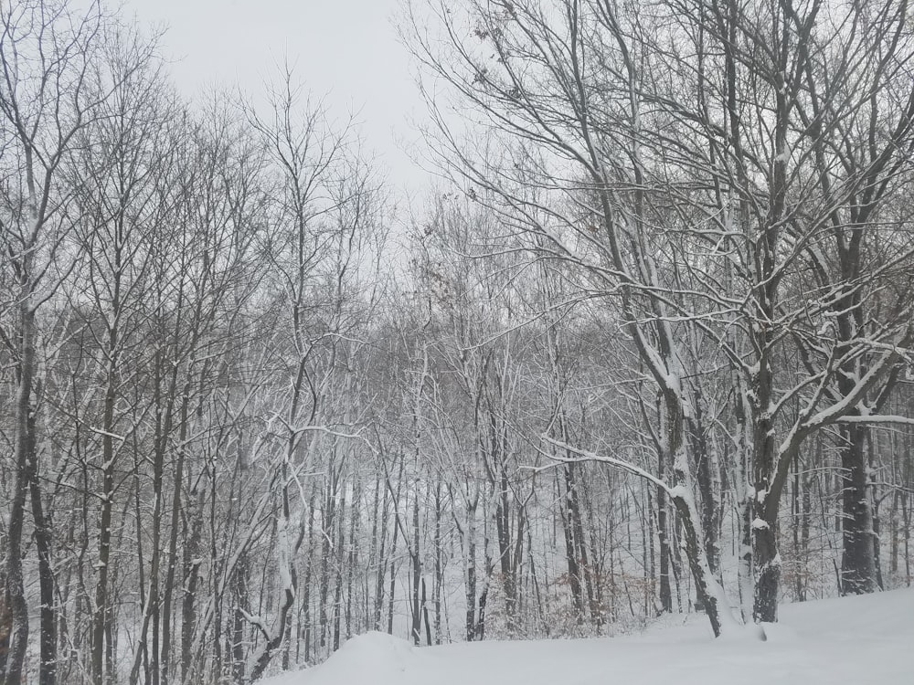 kahle Bäume mit schneebedecktem Feld