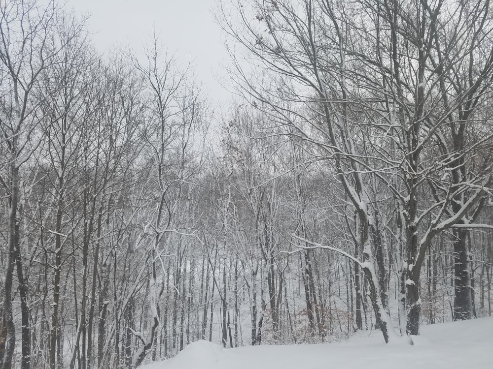 bare trees with snow covered field