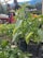 A vibrant garden nursery with an assortment of young pepper plants in plastic pots. Two people in colorful clothing browse the variety of plants. The foreground displays green pepper plants with fresh peppers growing, while the background is filled with potted plants and flowering shrubs.