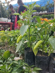 A vibrant garden nursery with an assortment of young pepper plants in plastic pots. Two people in colorful clothing browse the variety of plants. The foreground displays green pepper plants with fresh peppers growing, while the background is filled with potted plants and flowering shrubs.