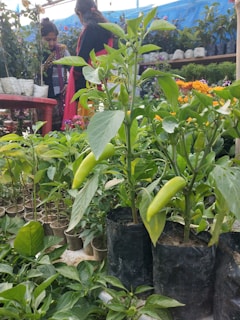 A vibrant garden nursery with an assortment of young pepper plants in plastic pots. Two people in colorful clothing browse the variety of plants. The foreground displays green pepper plants with fresh peppers growing, while the background is filled with potted plants and flowering shrubs.