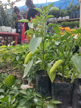 A vibrant garden nursery with an assortment of young pepper plants in plastic pots. Two people in colorful clothing browse the variety of plants. The foreground displays green pepper plants with fresh peppers growing, while the background is filled with potted plants and flowering shrubs.