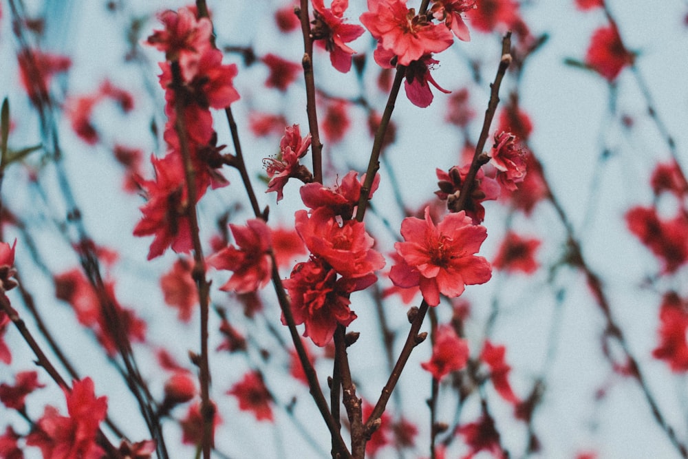 red petaled flowers