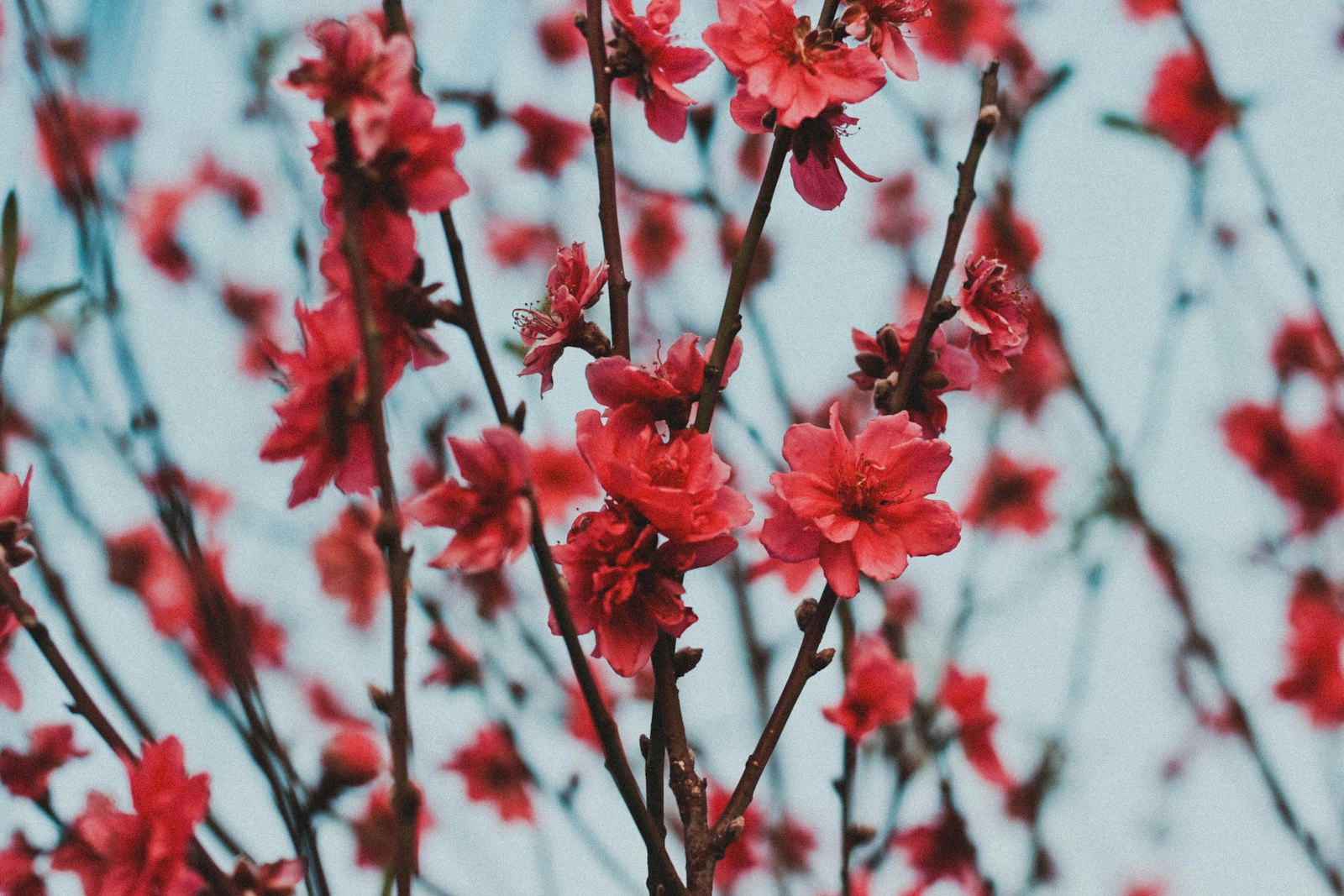 Canon EOS 600D (Rebel EOS T3i / EOS Kiss X5) + Canon EF 50mm F1.8 II sample photo. Red petaled flowers photography