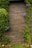 A wooden wall serves as the backdrop, with lush green plants climbing up its sides. The plants feature vibrant purple flowers, adding a pop of color to the scene. The base of the wall is lined with small stones and grass, creating a natural setting.