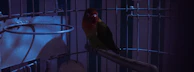 A calm bird in a travel cage surrounded by soft bedding and toys.
