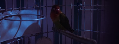 A parrot with vibrant green and reddish-orange plumage sits calmly in a dimly lit metal cage, with blue highlights visible from nearby lighting. The bird appears to be calm, perched on a horizontal bar inside the cage.