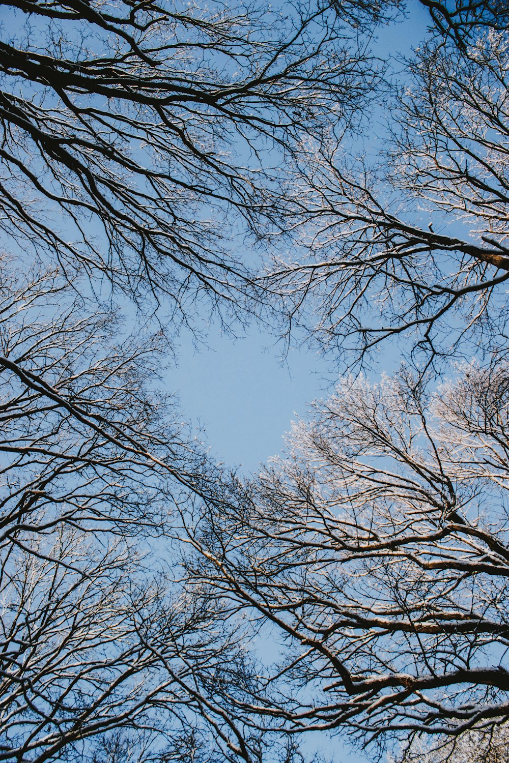 low-angle photography of tree