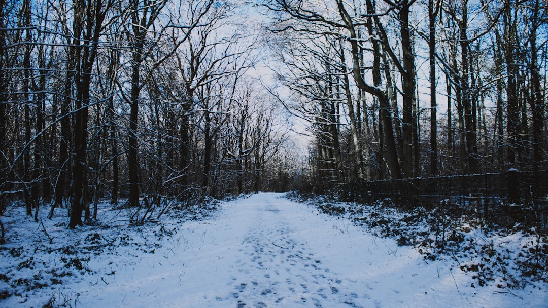 empty snowy road between trees