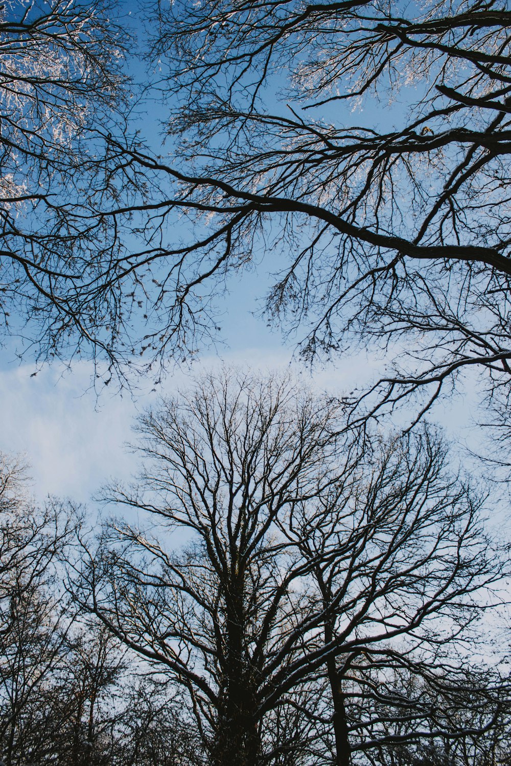 low angle photography of tree