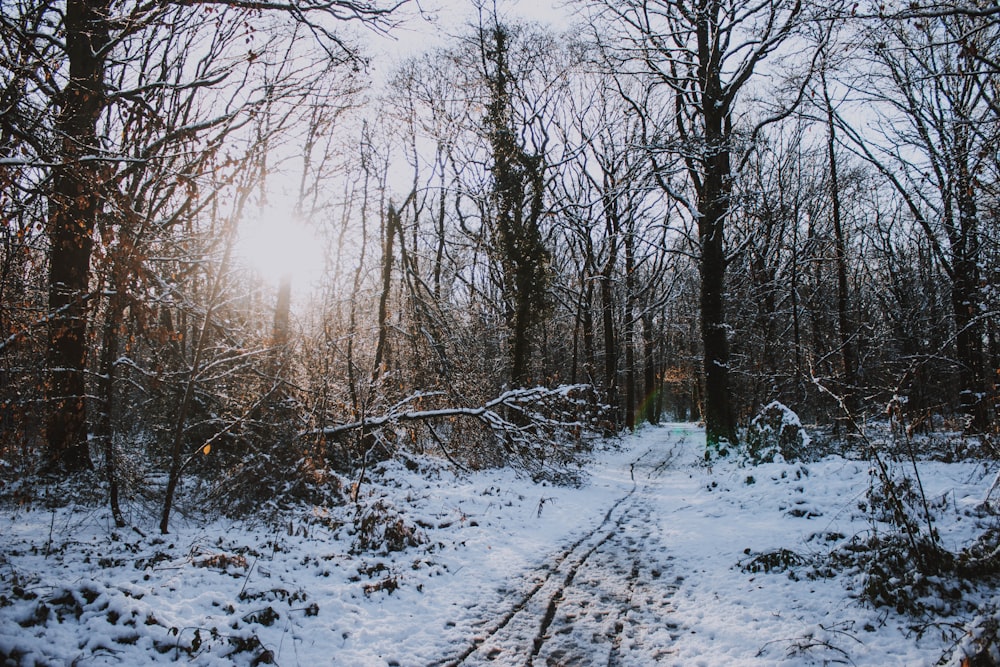 alberi spogli pieni di neve