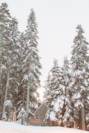 A cozy winter scene with snow-covered trees.