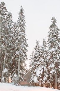 A cozy winter scene with snow-covered trees.