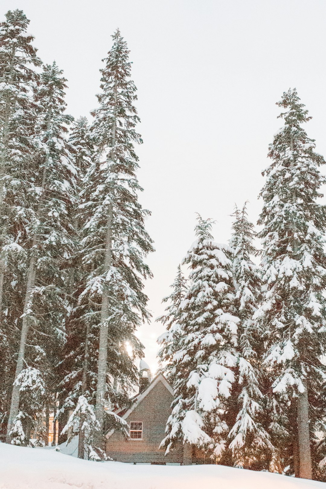 snowy mountain and pine tree