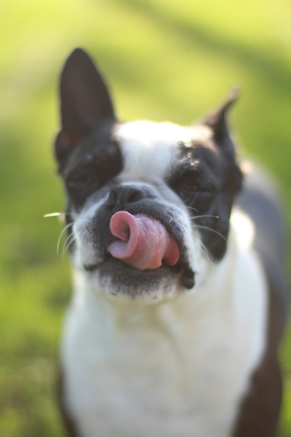 adult white and black French bulldog