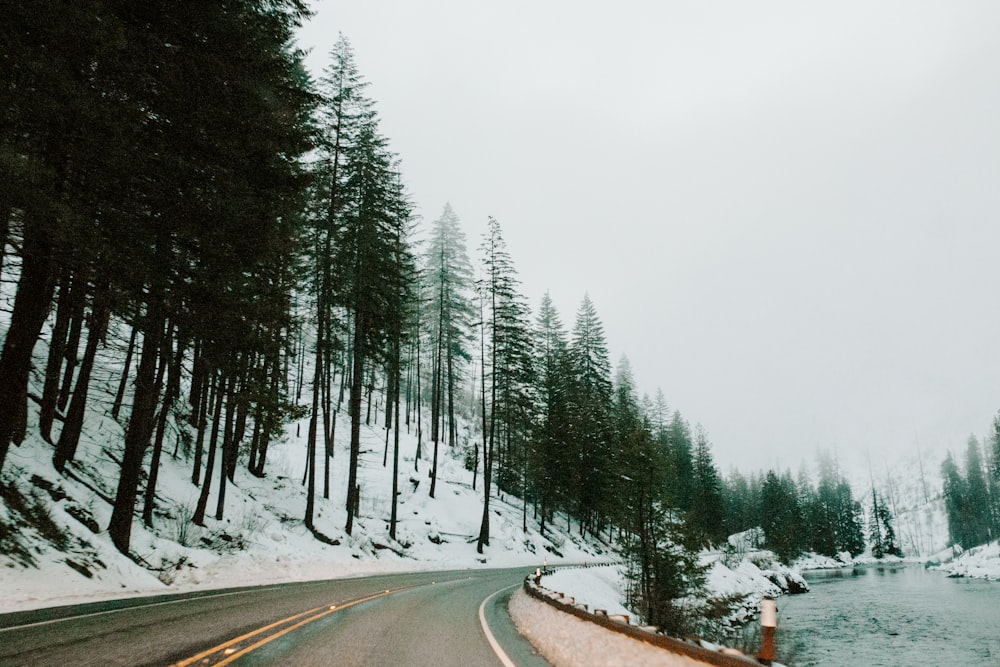 green trees near road