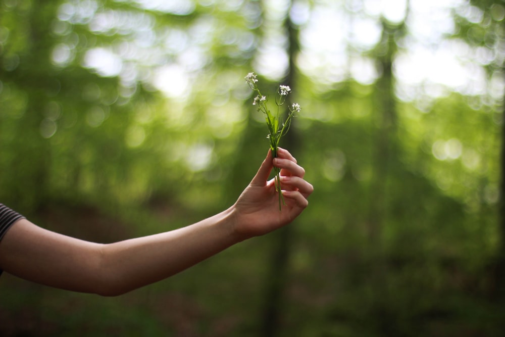 selective focus photography of person holding white petal flower