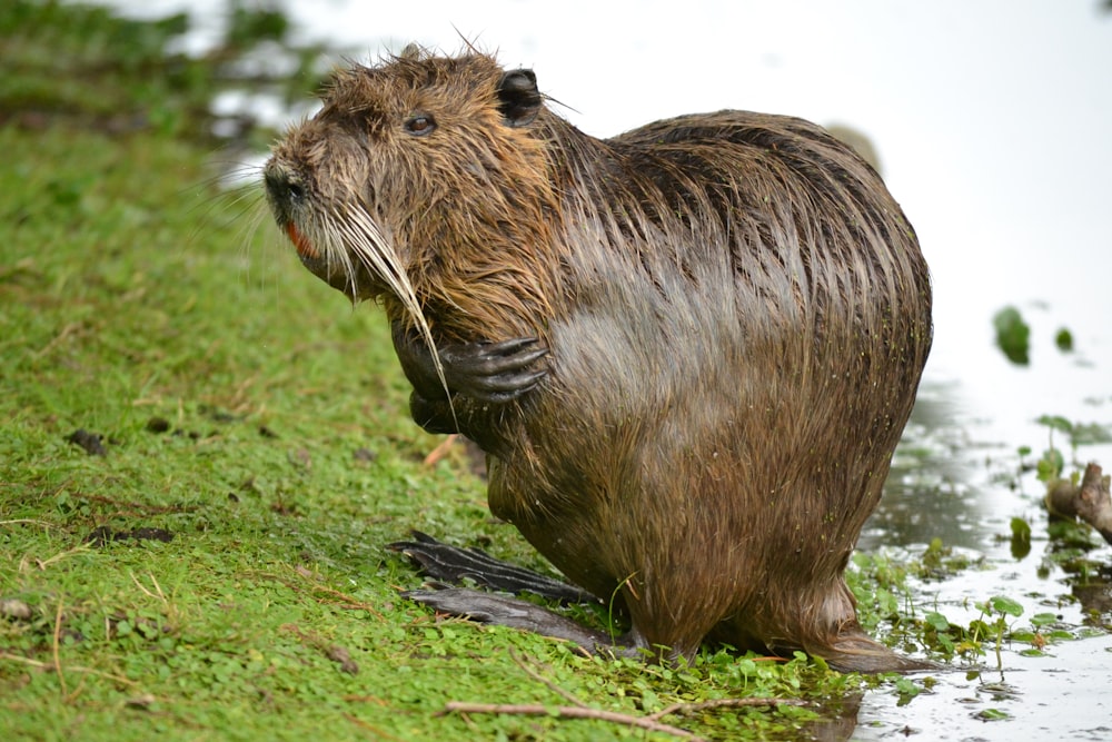 a close up of a wet animal near a body of water