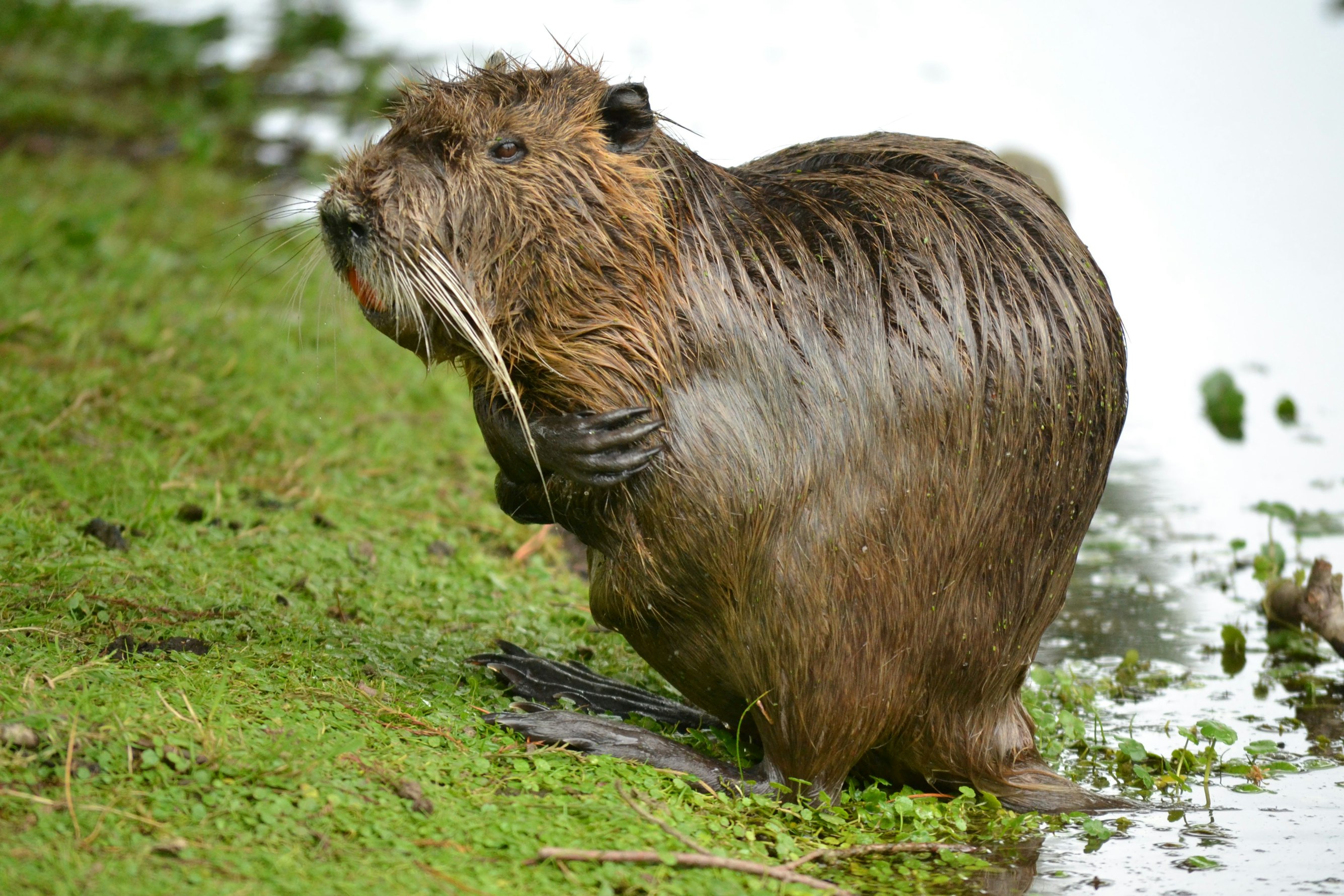 California Aims to Tap Beavers, Once Viewed as a Nuisance, to Help With Water Issues and Wildfires