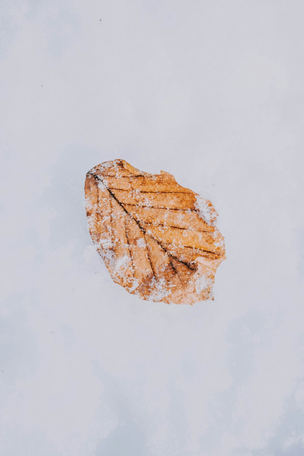dried leaf covering with snow