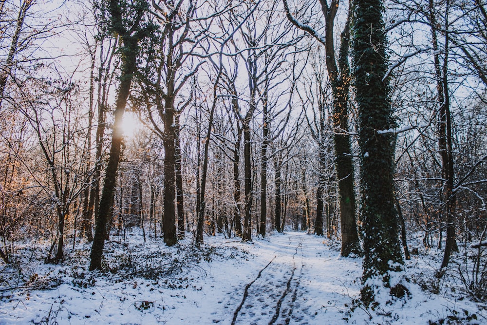 bare trees filled with snow