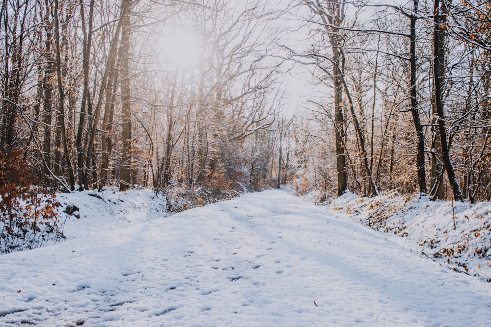 pathway coated with snow under bare trees