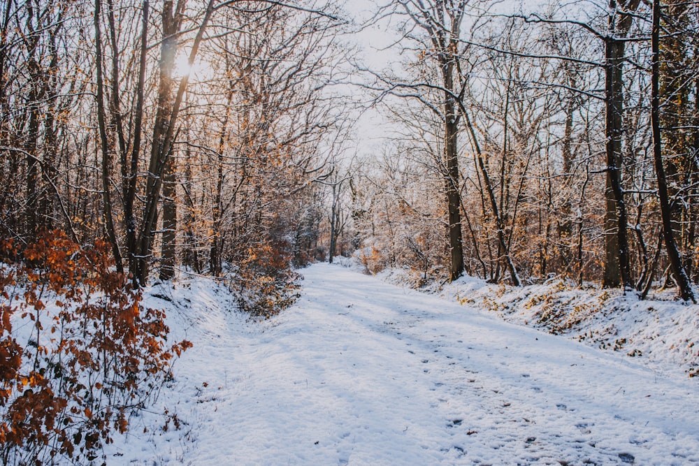 bare trees with snow covered field during daytime