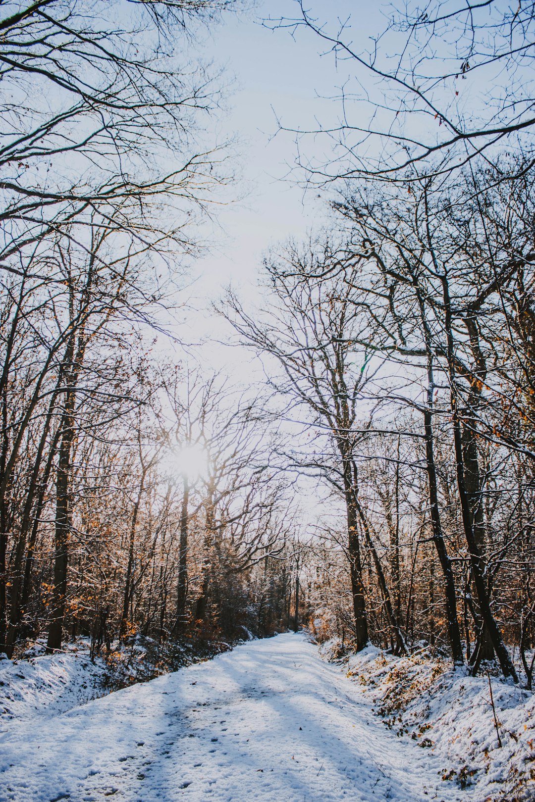 snow covered walkway beside leafless trees