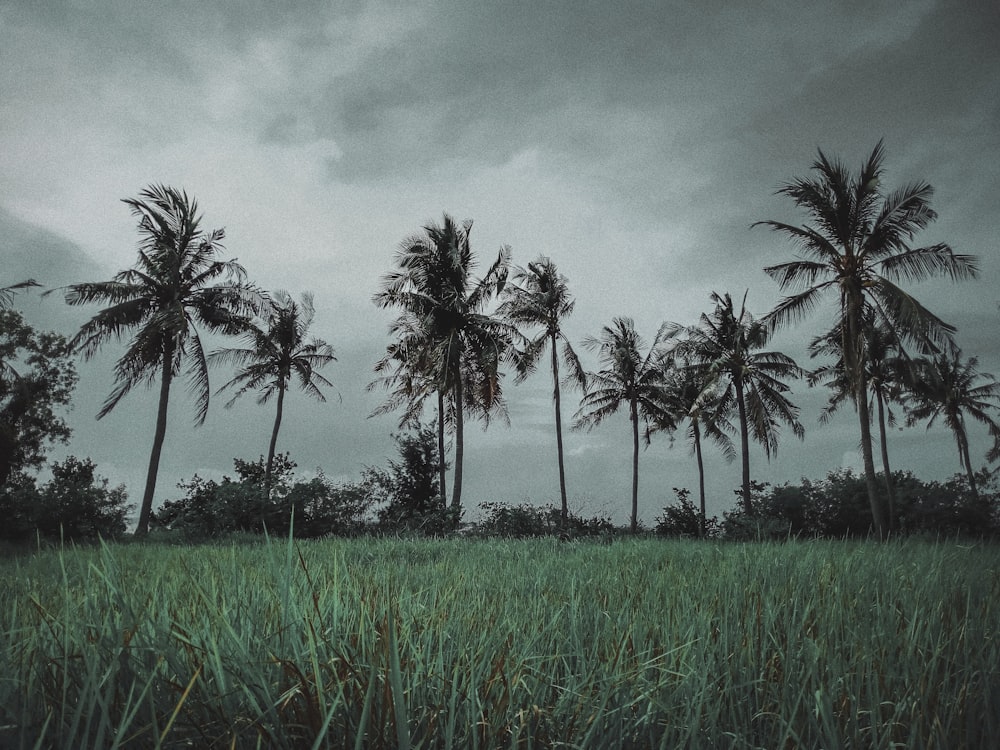 low angle photo of green grass field near coconut trees