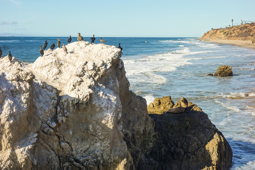 flock of birds on rock