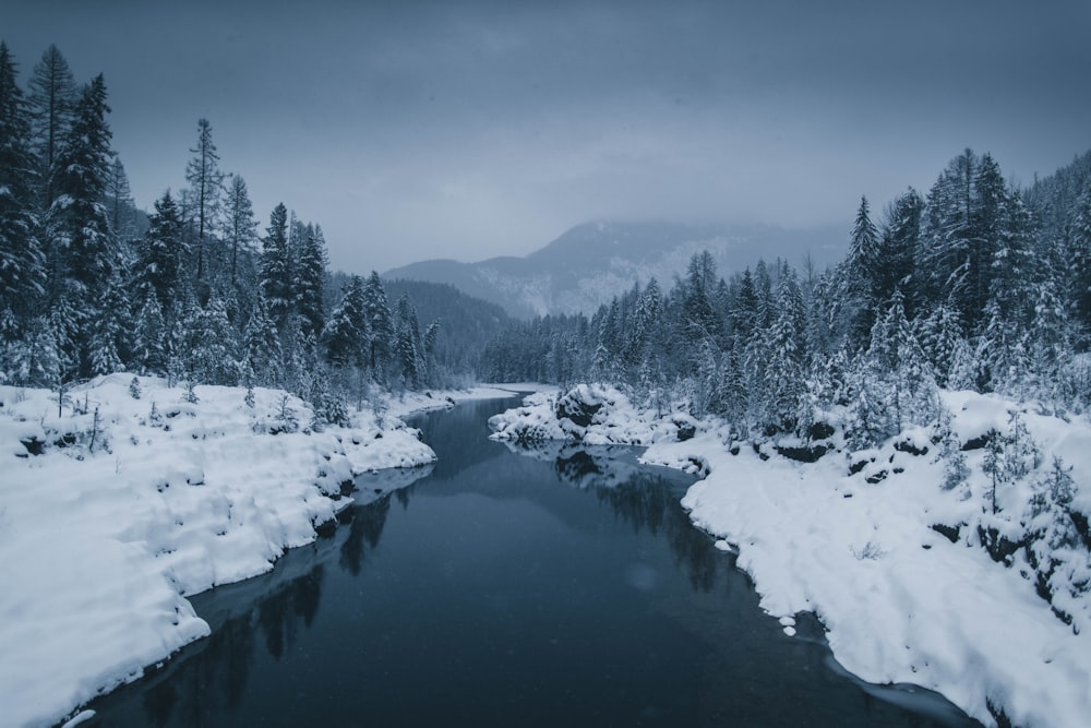 río rodeado de un campo cubierto de nieve con pinos