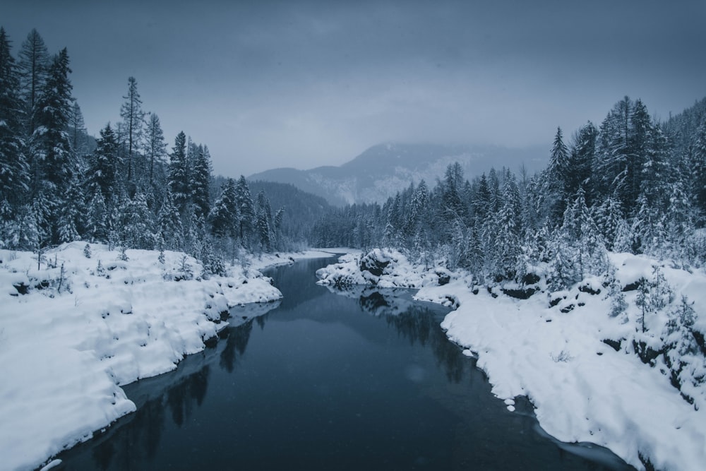 river surrounded by snow covered field with pine trees