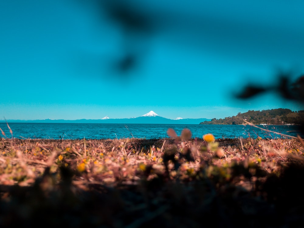 Makrofotografie von braunem Gras bei Tag