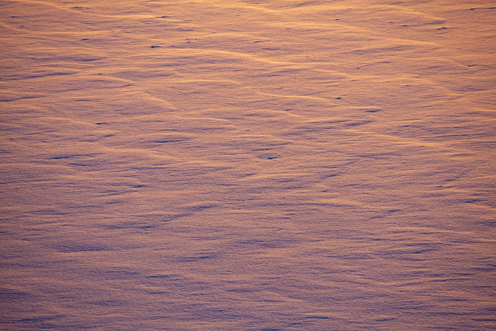 夕暮れ時に雪の中に立つ一羽の鳥