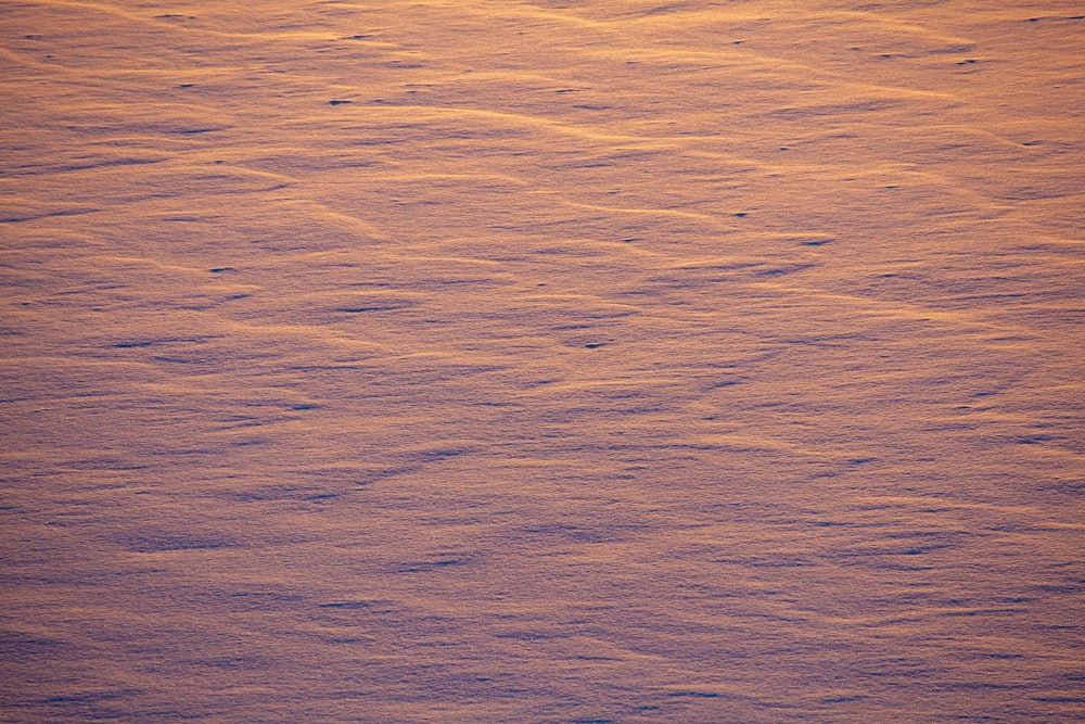 a lone bird standing in the snow at sunset